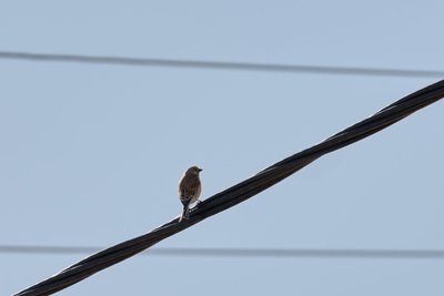 Сегодня в Татарстане ожидается до +17 градусов