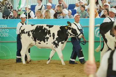 Татарстан ожидает «усушка» производителей молока