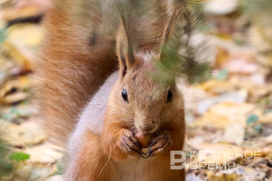 Проверка качества припасов в Ленинском саду