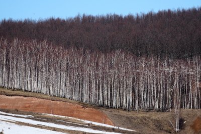 Сегодня в Татарстане ожидается до +17 градусов