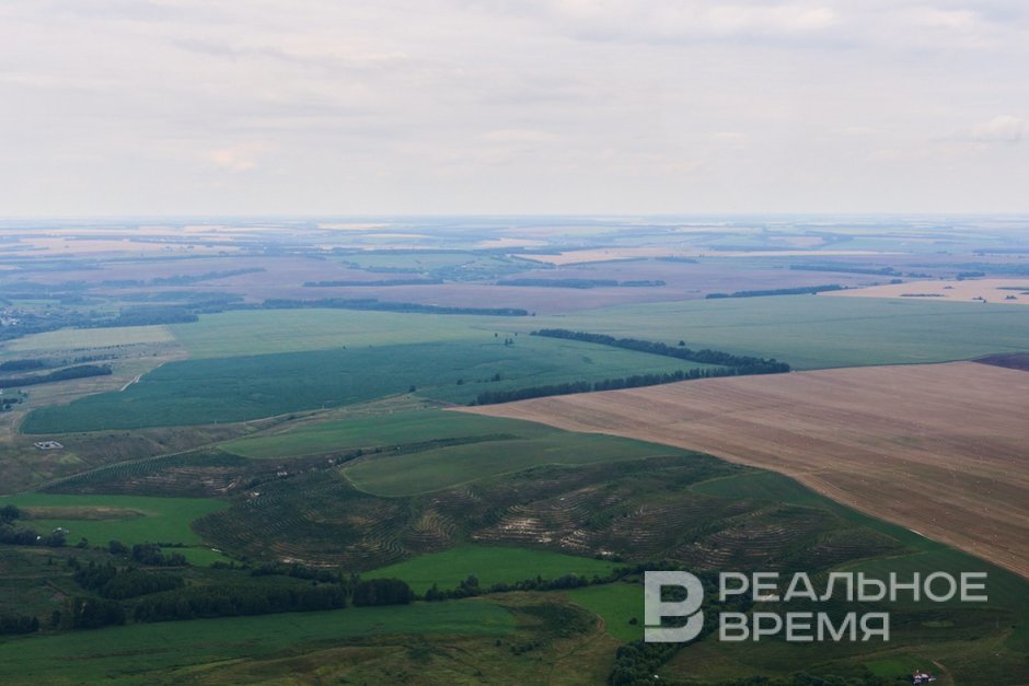 Назван самый редкий цвет полей в Татарстане