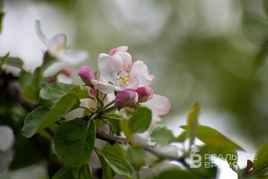 Сегодня в Татарстане ожидается до +8 градусов