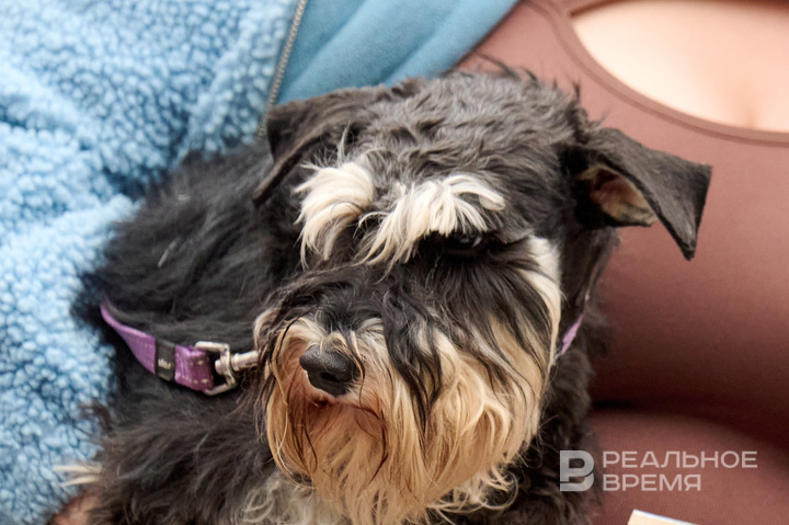 В России могут сократить срок оформления бездомных животных в собственность