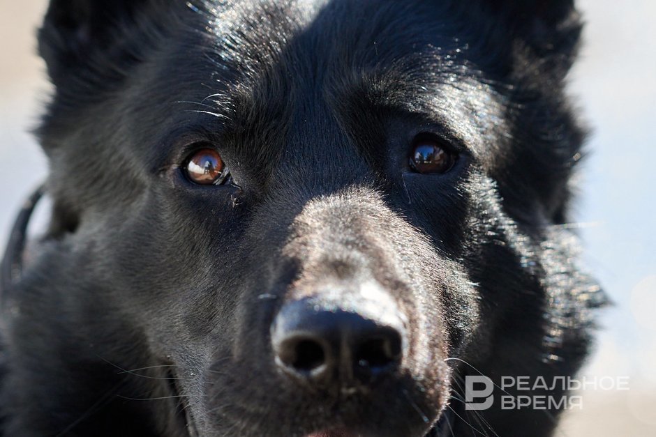 Депутаты хотят направлять штрафы за отказ от питомцев в приюты