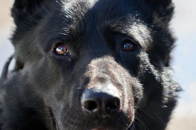 Депутаты хотят направлять штрафы за отказ от питомцев в приюты