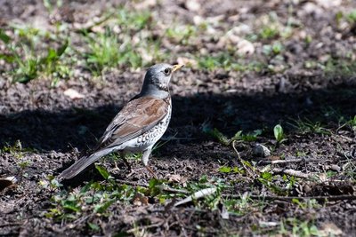 В Казани 1 апреля обновлен температурный рекорд
