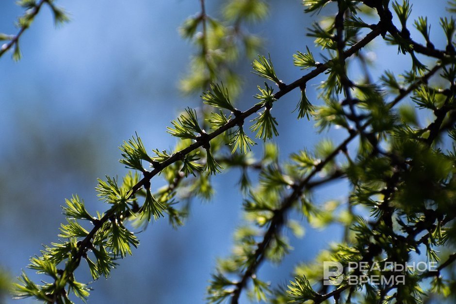 На западе Татарстана потеплеет до +13 градусов