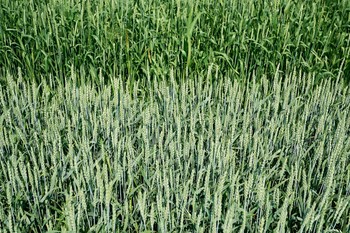 Татарстанские аграрии на 96% завершили первый укос многолетних трав