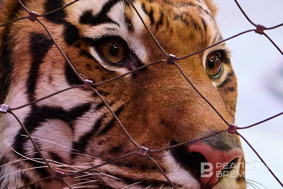 Россия присоединилась к глобальному альянсу по сохранению больших кошек