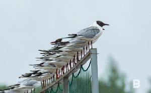 В Казани запустили маршрут для наблюдения за птицами
