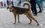 В Казани на отлов бродячих собак потратят почти 1,8 млн рублей