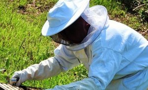 В Марий Эл и Удмуртии вслед за Татарстаном зафиксировали массовую гибель пчел