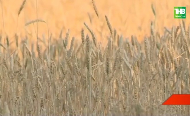 В Чистопольском районе Татарстана планируют расширить площадь поливаемых земель