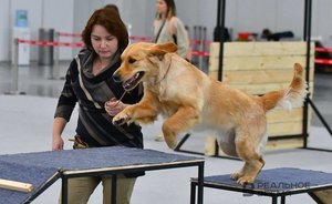 Кинолог дал советы по уходу за пожилыми собаками