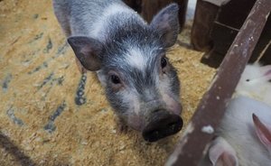 Три района Татарстана по-прежнему остаются неблагополучными по АЧС