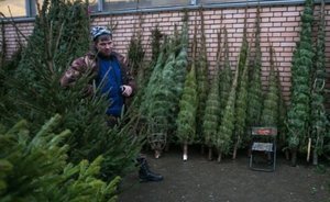 В Казани торговые площадки захватывают нелегальные продавцы елок