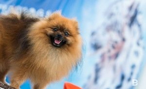 В Госдуме предложили запретить изымать домашних животных у россиян за долги