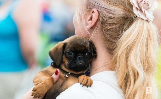 В России домашних питомцев включат в законопроект об обязательной маркировке животных