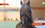 В Казани стартовал конный пробег до Алтая — видео
