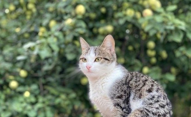 Скульптура коровы в Апастово и кот в Кукморе: новые посты глав районов Татарстана в «Инстаграме» 31 августа