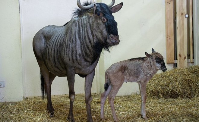 В Казанском зоопарке новорожденную антилопу гну подселили к козлятам