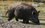 С начала года в Татарстане для предотвращения африканской чумы свиней отстрелено 1,5 тысячи кабанов
