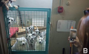 В Татарстане изменили правила усыпления животных из приюта