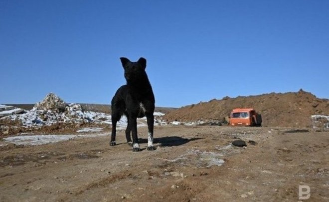 В центре Казани усилят контроль за бездомными собаками