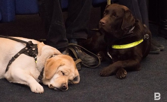 Во дворах Татарстана могут появиться площадки для выгула собак