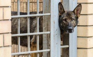 Во всех городах ЧМ-2018 кроме Казани построят приюты для собак