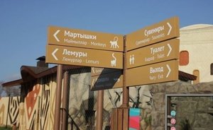 В казанском зоопарке «Река Замбези» появились два редких белых льва