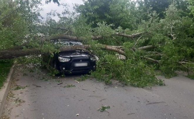 В Казани и Бугульме из-за сильного ветра упали деревья — повреждены автомобили