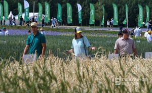 Из-за засухи производство зерна в Татарстане снизилось на 31%