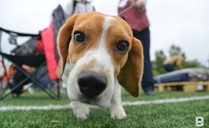 В России начали выпускать вакцину от коронавируса для животных