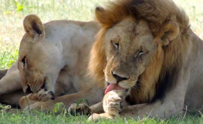Татарстанская таможня возбудила уголовное дело за контрабанду когтей и клыков африканских львов