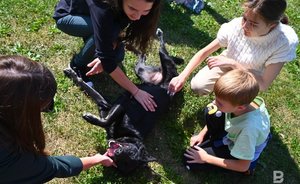 В Казани вновь пройдет акция по поиску хозяев для бездомных животных