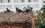 В Казани снесут самовольно установленные голубятни, шлагбаумы и бытовки