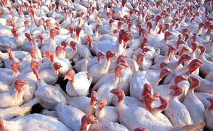 Крупные производители мяса «Дамате» и «Черкизово» уничтожат поголовье из-за птичьего гриппа