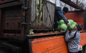 Объем продукции сельского хозяйства в Татарстане достиг 189 миллиардов рублей