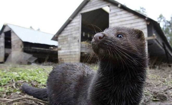 Зверосовхоз «Бирюли» выиграл спор с поволжским Департаментом лесного хозяйства