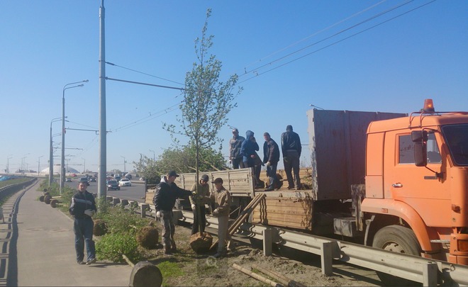 Деревья на Ленинской дамбе не приживаются из-за снега и ветров