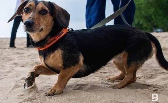 В Казани появился собачий «детский сад»