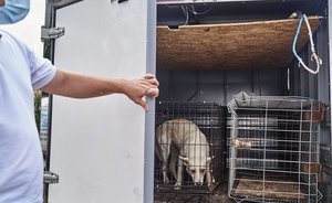 На территории подсобного хозяйства в Елабуге отменили карантин по бешенству животных