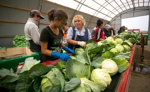 В Татарстане за неделю вновь подорожали капуста и морковь