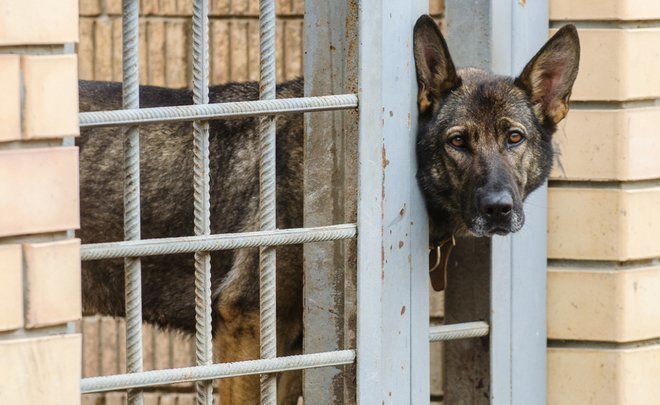 В Татарстане предложили создать программу регулирования числа бездомных животных 