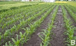 В текущем году в Татарстане экспорт продукции АПК составит 80% от плана