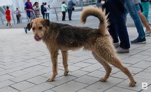 В селе Тукаевского района Татарстана ввели карантин по бешенству