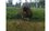 В Татарстане лось хотел перепрыгнуть через забор и застрял в нем