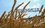 Дмитрий Песков: Россию не устраивают предложенные Западом условия возобновления зерновой сделки