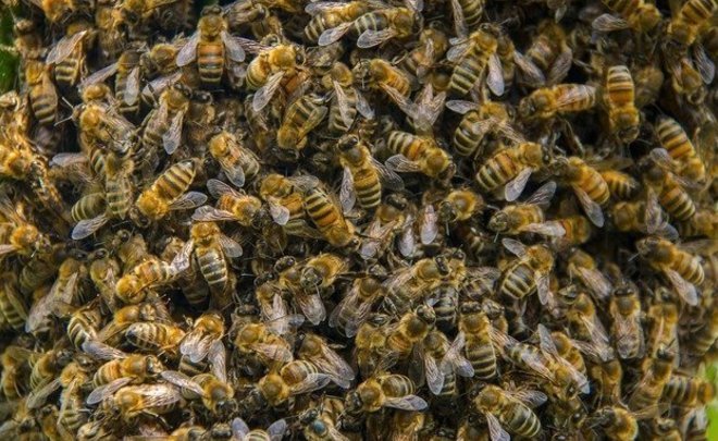 Союз пчеловодов сообщил о связи борьбы с борщевиком с гибелью пчел